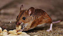 24 Hour & Emergency Exterminators in Gates Mills, OH